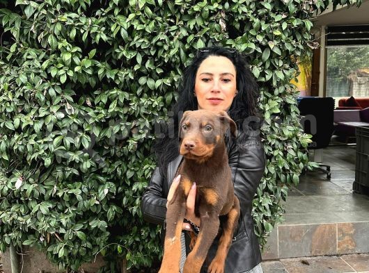 Doberman Yavrularım Sağlık Ve Irk Garantilid Ir görsel