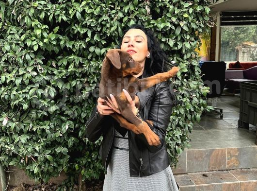 Doberman Yavrularım Sağlık Ve Irk Garantilid Ir görsel