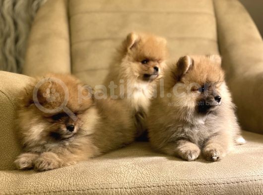 Tedy Bear Orange Yavrular(A++Kali̇te)Kendi̇ Üreti̇mi̇mi̇z görsel