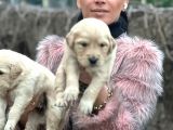 Golden Yavrularım Sağlık Ve Irk Garantilidir