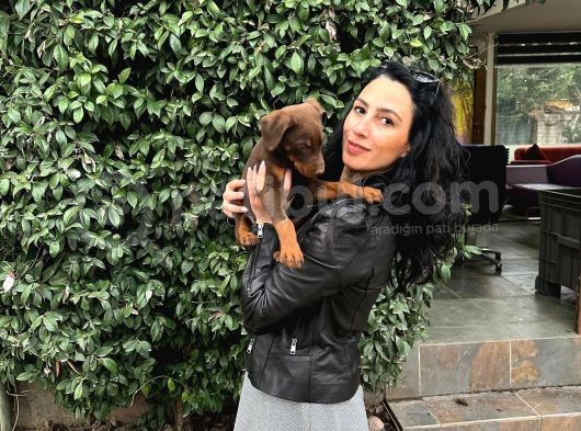Doberman Yavrularım Sağlık Ve Irk Garantilid Ir görsel
