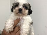 Shih Tzu Bebekler