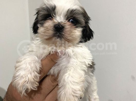 Shih Tzu Bebekler