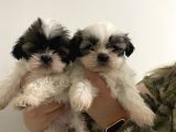 Shih Tzu Bebekler