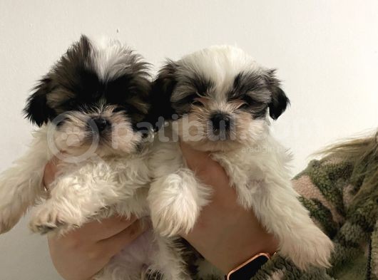Shih Tzu Bebekler görsel