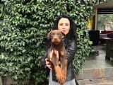 Doberman yavrularım sağlık ve ırk garantilid ir