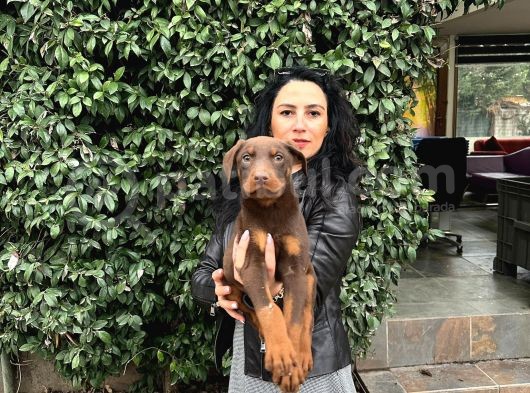 Doberman Yavrularım Sağlık Ve Irk Garantilid Ir