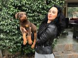 Doberman Yavrularım Sağlık Ve Irk Garantilid Ir