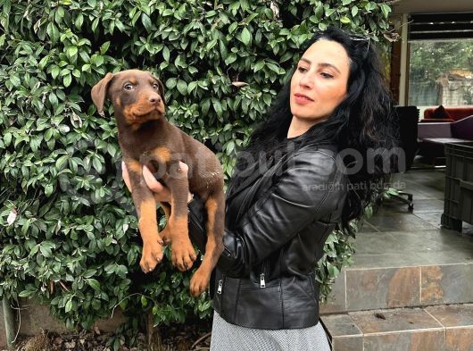 Doberman Yavrularım Sağlık Ve Irk Garantilid Ir görsel