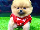Üst Kalite Pomeranian Boo