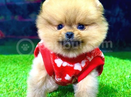 Üst Kalite Pomeranian Boo görsel
