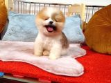Üst Kalite Pomeranian boo