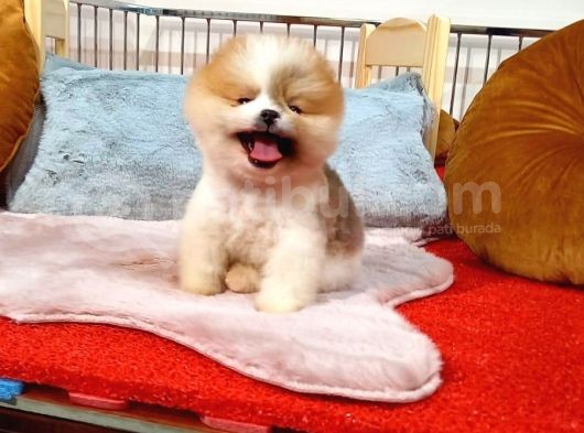 Üst Kalite Pomeranian Boo