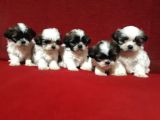 Shih Tzu Bebekler