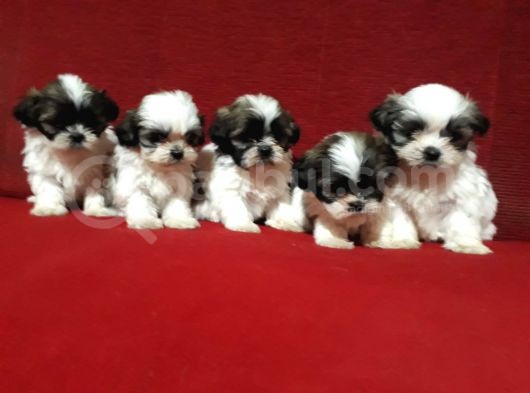 Shih Tzu Bebekler görsel