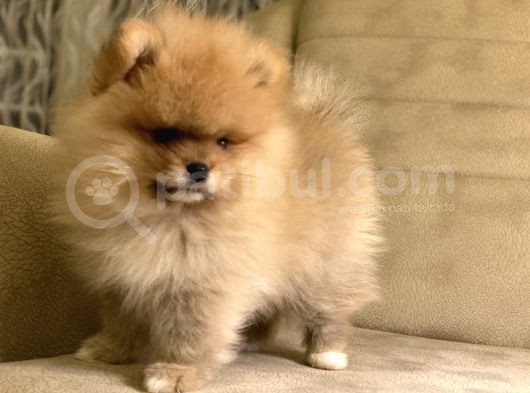 Tedy Bear Orange Yavrular(A++Kali̇te)Kendi̇ Üreti̇mi̇mi̇z görsel