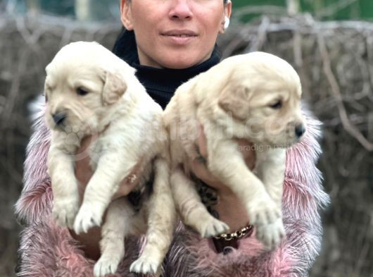 Golden Yavrularım Sağlık Ve Irk Garantilidir görsel