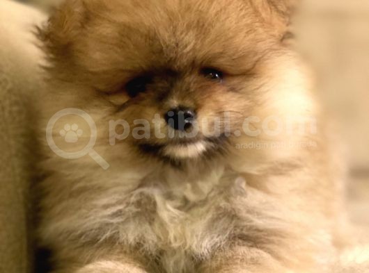 Tedy Bear Orange Yavrular(A++Kali̇te)Kendi̇ Üreti̇mi̇mi̇z görsel