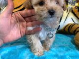 Teacup Malti̇poo Sevi̇mli̇li̇k Abi̇desi̇ Bebekler