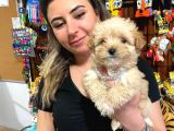 Teacup Malti̇poo Sevi̇mli̇li̇k Abi̇desi̇ Bebekler