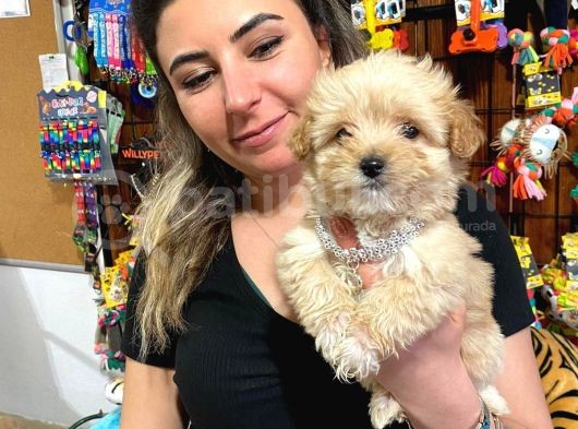 Teacup Malti̇poo Sevi̇mli̇li̇k Abi̇desi̇ Bebekler görsel