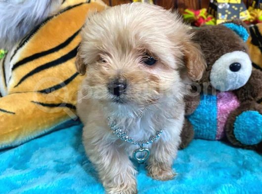 Teacup Malti̇poo Sevi̇mli̇li̇k Abi̇desi̇ Bebekler görsel