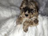 Tri̇color Toy Poodle