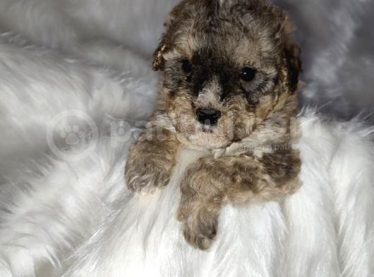 Tri̇color Toy Poodle görsel