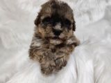 Tri̇color Toy Poodle