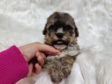 TRİCOLOR TOY POODLE