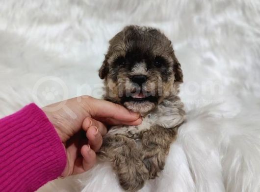 Tri̇color Toy Poodle