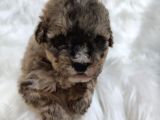 Tri̇color Toy Poodle