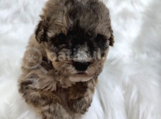 Tri̇color Toy Poodle görsel