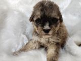 Tri̇color Toy Poodle
