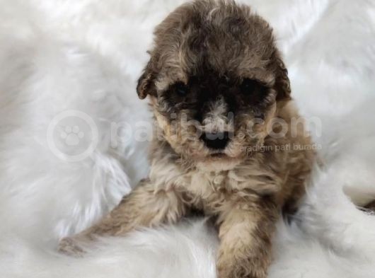 Tri̇color Toy Poodle görsel