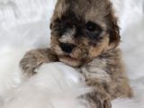 Tri̇color Toy Poodle