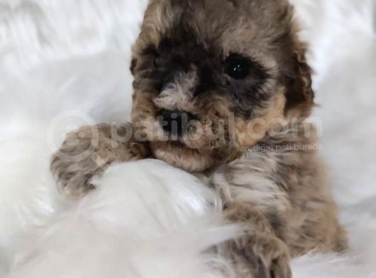 Tri̇color Toy Poodle görsel