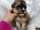 Tri̇color Toy Poodle