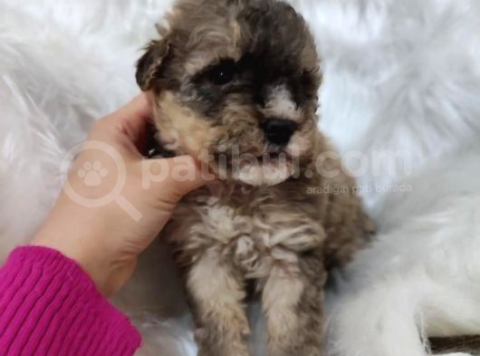 Tri̇color Toy Poodle görsel