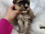 Tri̇color Toy Poodle