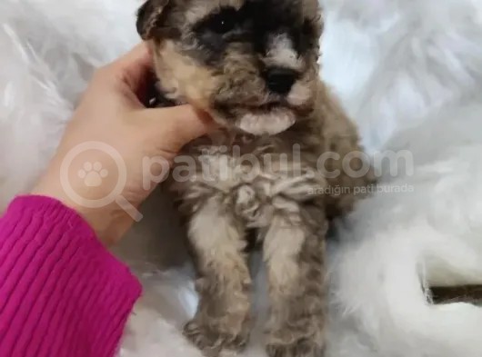 Tri̇color Toy Poodle görsel