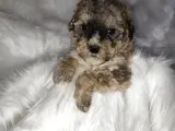 Tri̇color Toy Poodle