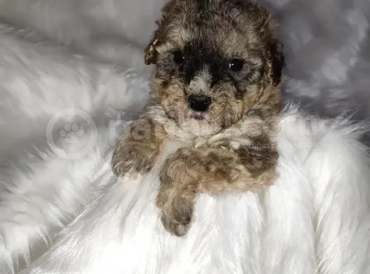Tri̇color Toy Poodle görsel