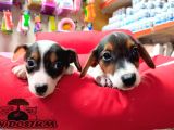 Orji̇nal Jack Russell Yavrular(Ücretsi̇z Deği̇ldi̇r)