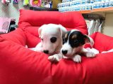Orji̇nal Jack Russell Yavrular(Ücretsi̇z Deği̇ldi̇r)