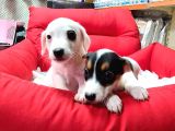 ORJİNAL JACK RUSSELL YAVRULAR(ÜCRETSİZ DEĞİLDİR)