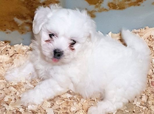 Orji̇nal Maltese Yavrular(Ücretsi̇z Deği̇ldi̇r) görsel