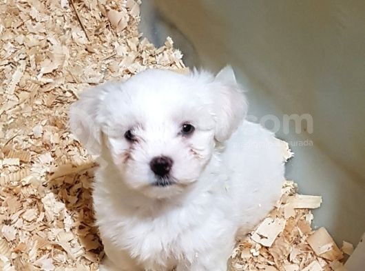 Orji̇nal Maltese Yavrular(Ücretsi̇z Deği̇ldi̇r) görsel