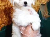 ORJİNAL MALTESE YAVRULAR(ÜCRETSİZ DEĞİLDİR)