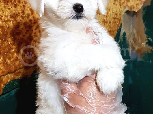 Orji̇nal Maltese Yavrular(Ücretsi̇z Deği̇ldi̇r)